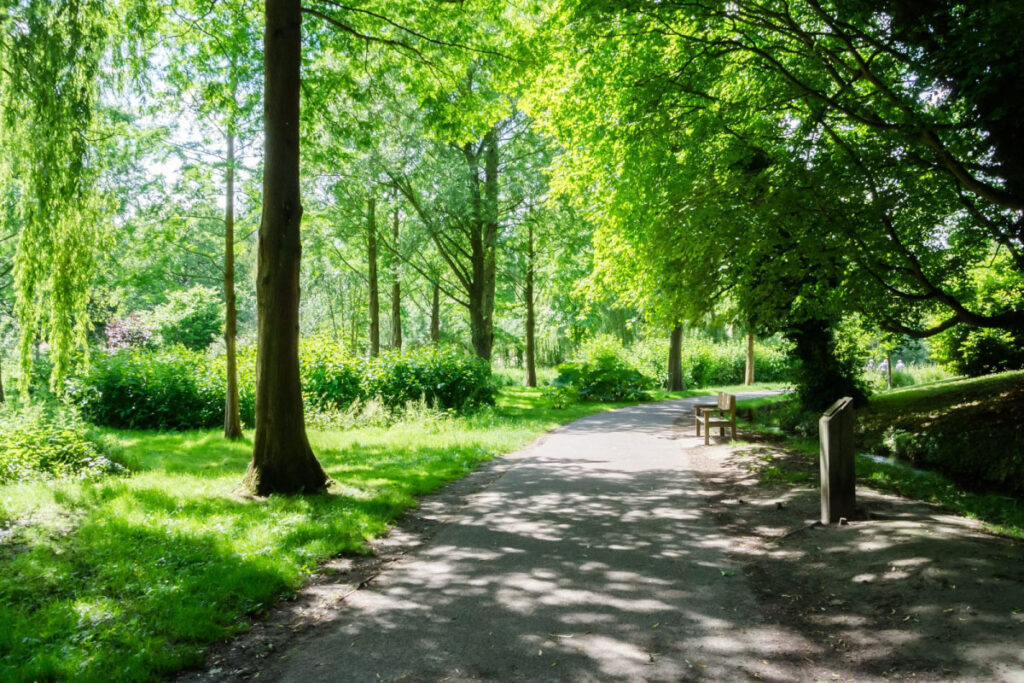 街路樹 公園